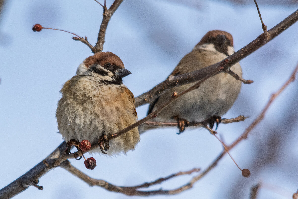 *** - Виктор Иванович Чернюк