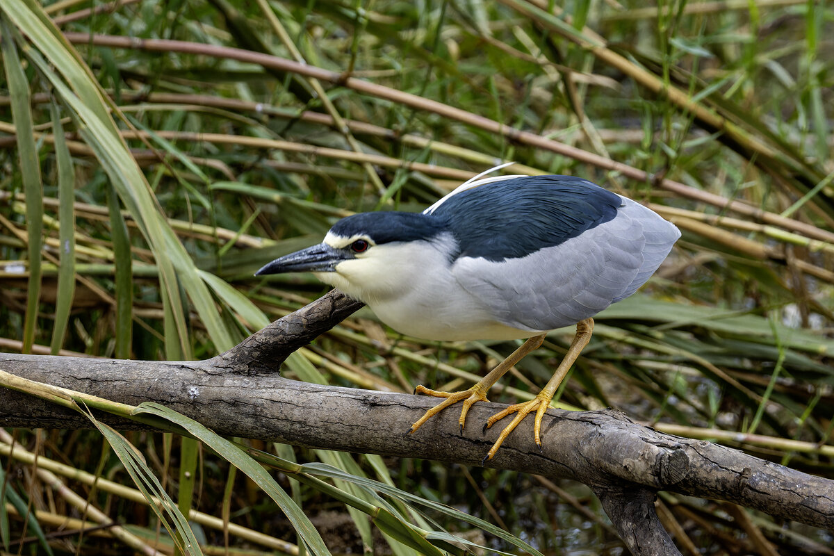 Кваква. - Alexander Amromin Кваква. - Alexander Amromin