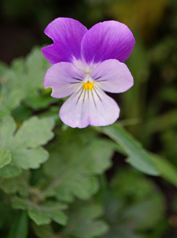 Меченая. - сергей ермошкин Меченая. - сергей ермошкин