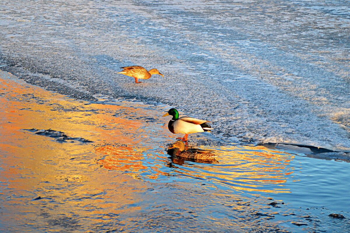 Вечер на берегу Ангары - Татьяна Лютаева Вечер на берегу Ангары - Татьяна Лютаева