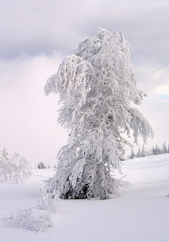 Природа Шерегеша - Галина Нестратова Природа Шерегеша - Галина Нестратова