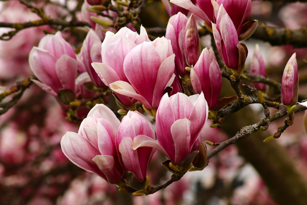 Доброе утро - Юрий. Шмаков