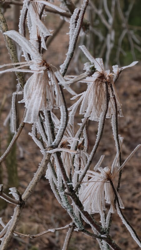 Иней на ветках дерева - Мариша 