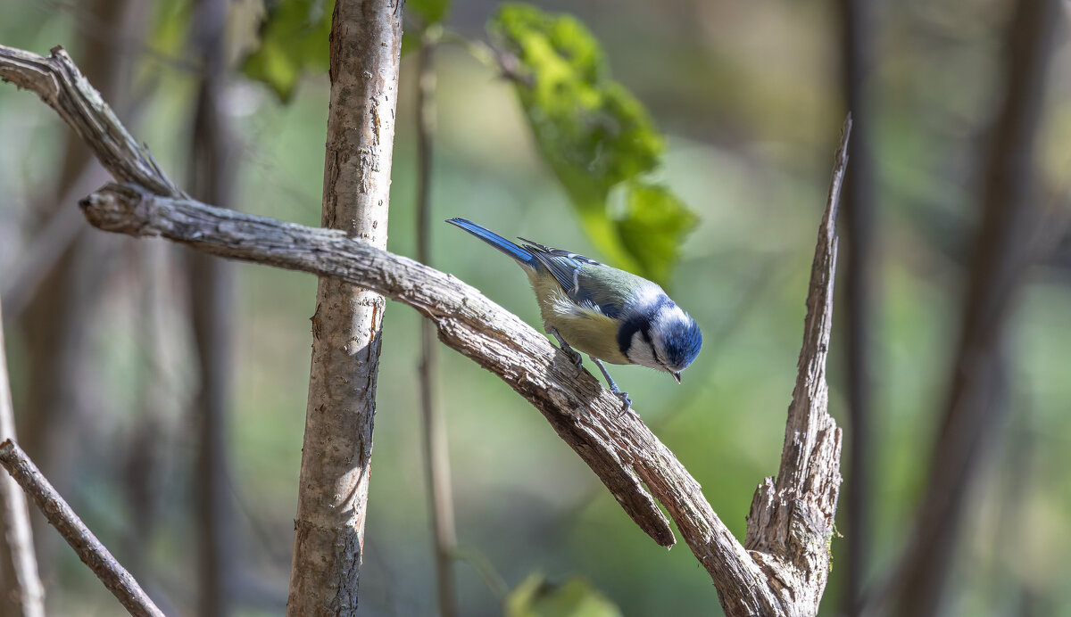 лазоревка - юрий макаров
