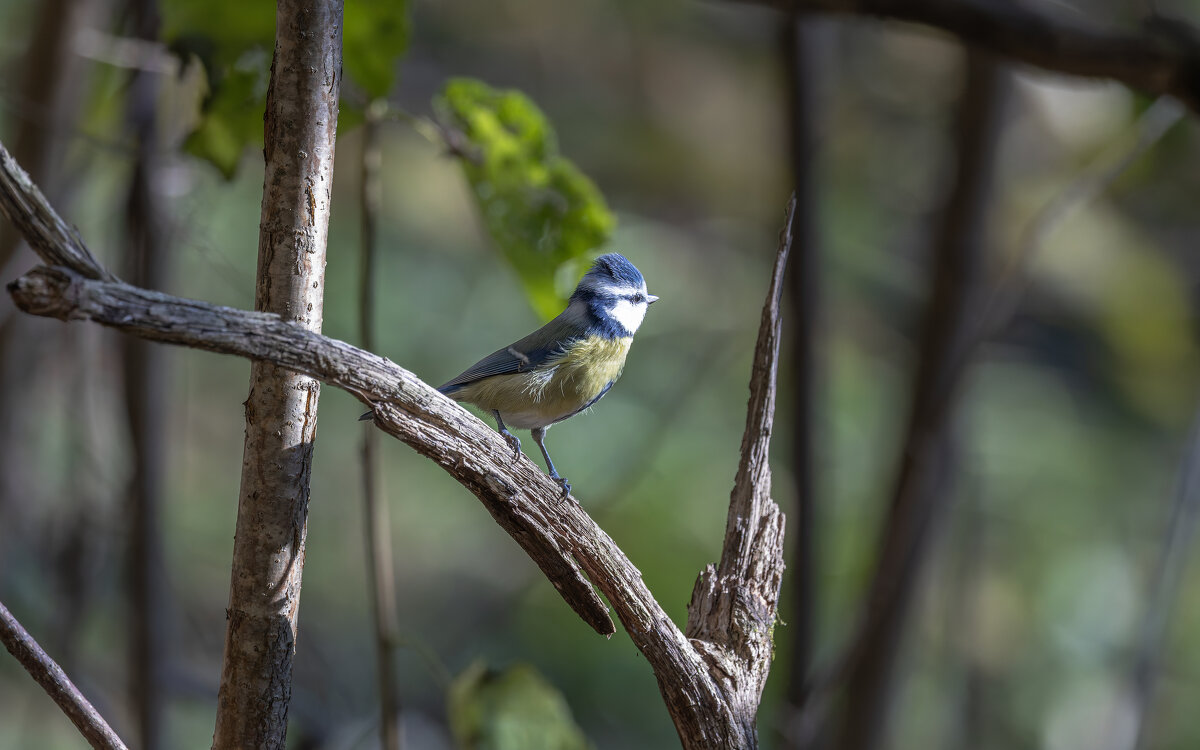 лазоревка - юрий макаров