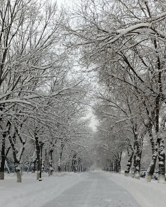 Аллея после снегопада . - Мила Бовкун