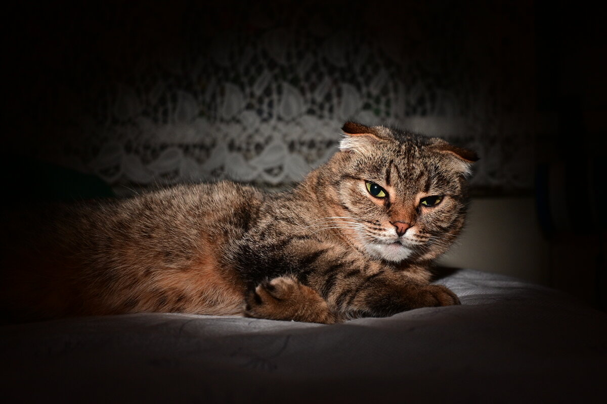 *** - Владислав Левашов