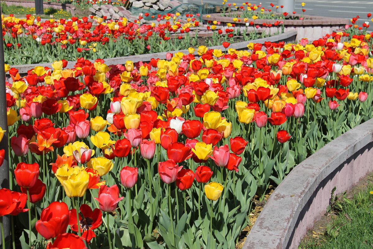 ТЮЛЬПАНОВАЯ ВЕСНА - Валентина ТЮЛЬПАНОВАЯ ВЕСНА - Валентина