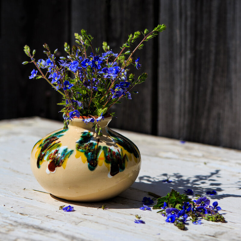 Вероника дубравная - Владимир Гришин Вероника дубравная - Владимир Гришин