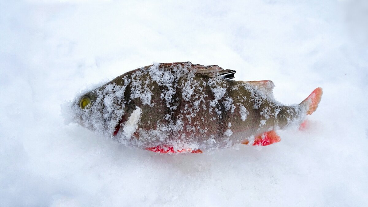 Окунь из Днепра - Милешкин Владимир Алексеевич 