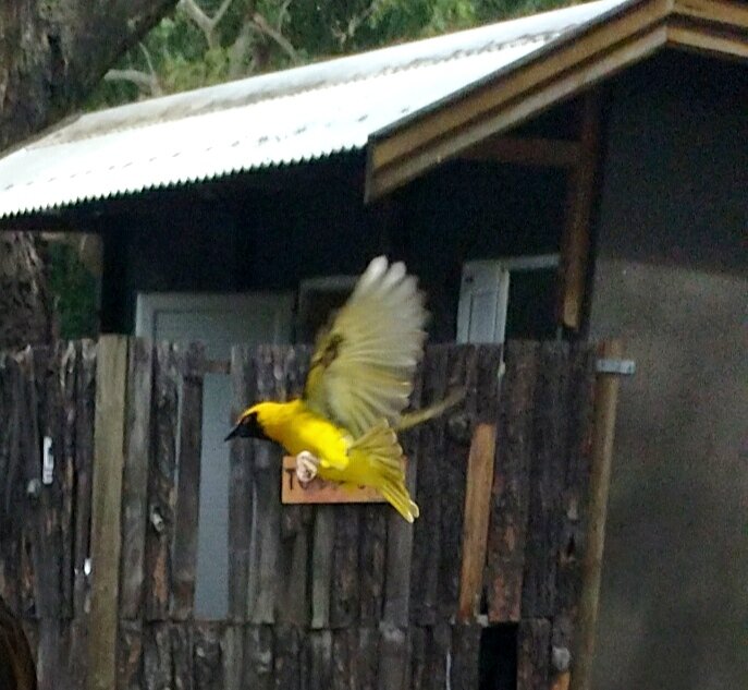 Птичка в полёте - Игорь Матвеев Птичка в полёте - Игорь Матвеев