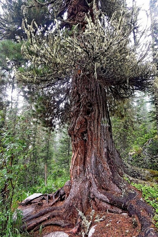 Дед Лесовик - Владимир Кириченко