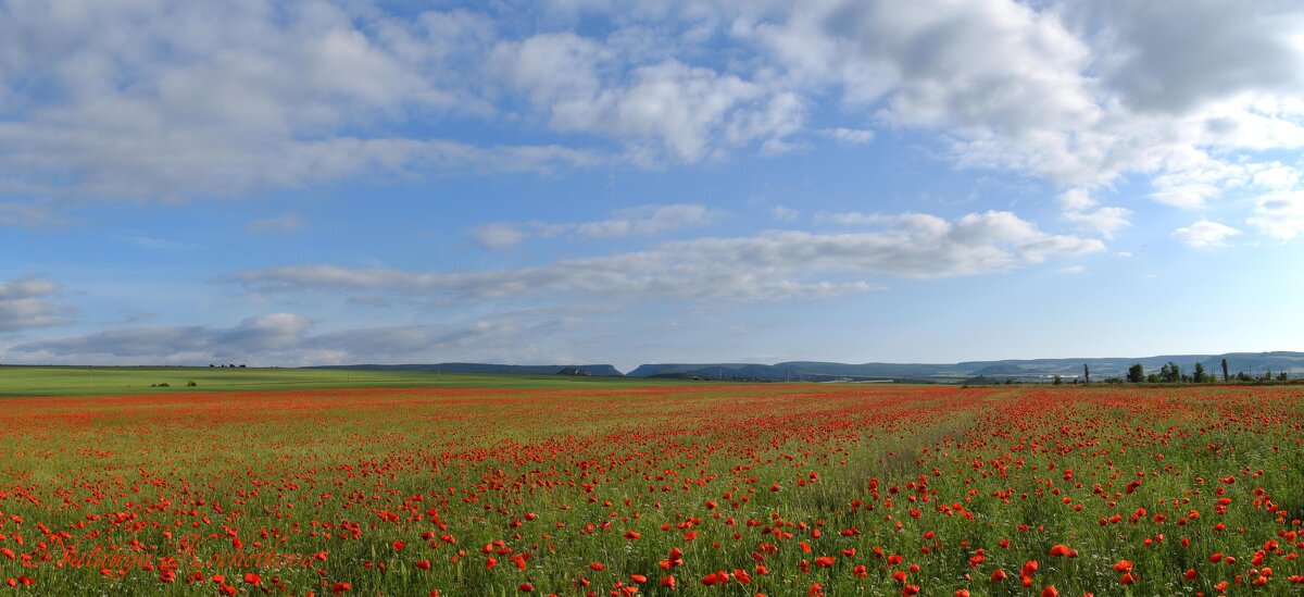 Природа Крыма - Amazing Cosmea