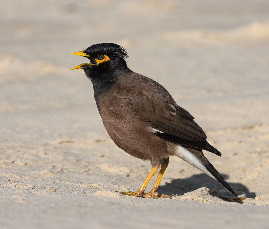 Обыкновенная майна - Александр Григорьев