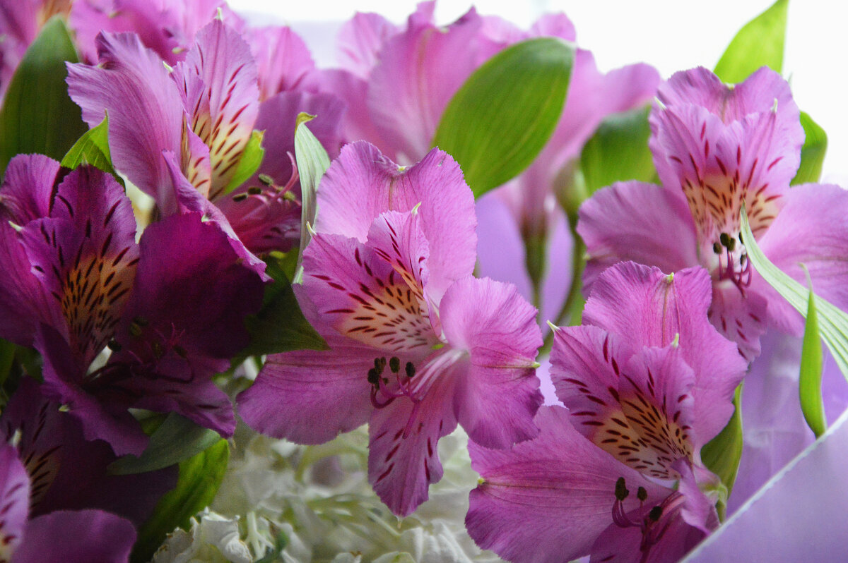 *** - Надежда Куркина 