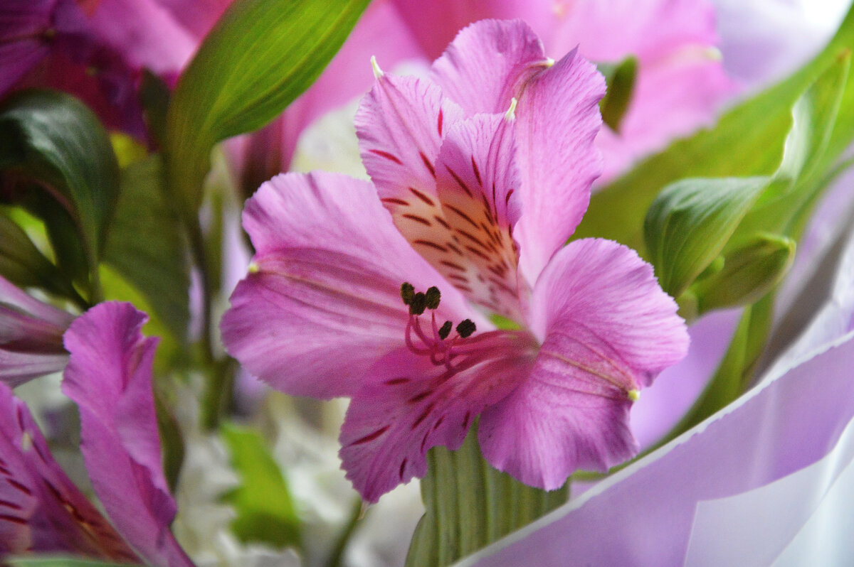 Альстромерия.. - Надежда Куркина Альстромерия.. - Надежда Куркина