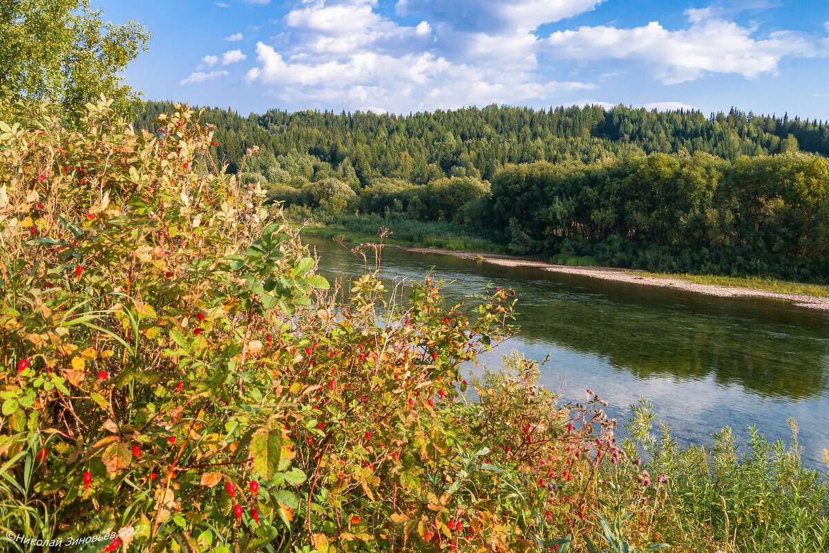 Таёжная красавица Ухта - харюзовая река. Обмелевшая летом, чистая, все камешки на дне стали видны - Николай Зиновьев