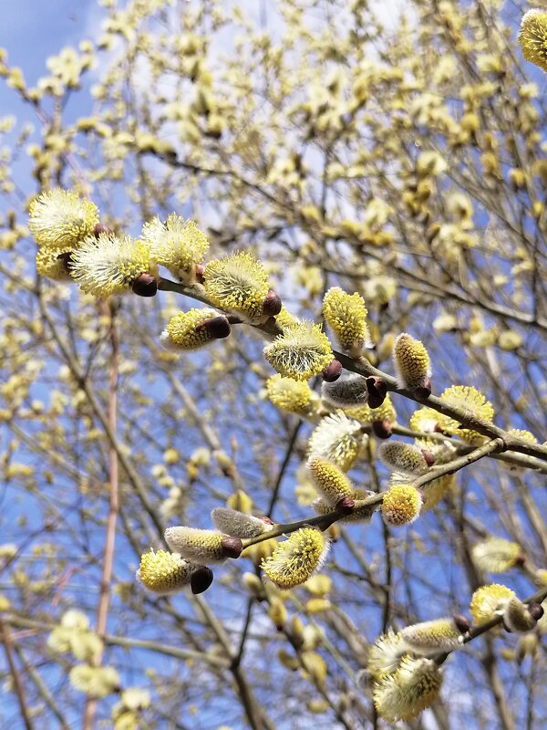 Скоро весна - Зоя Мишина