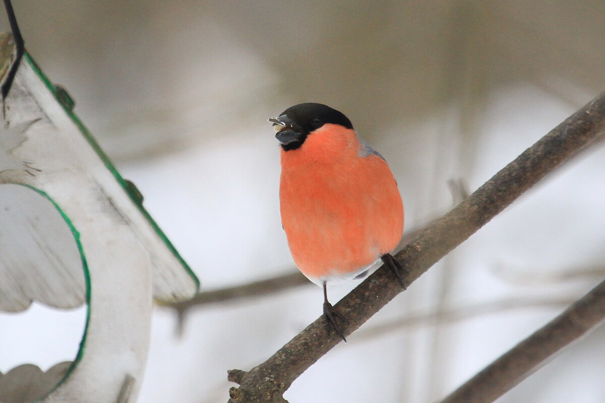 Снегирь - Ninell Nikitina