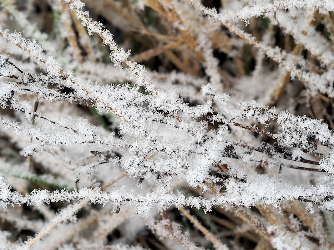 Изморозь на траве - Мария К.