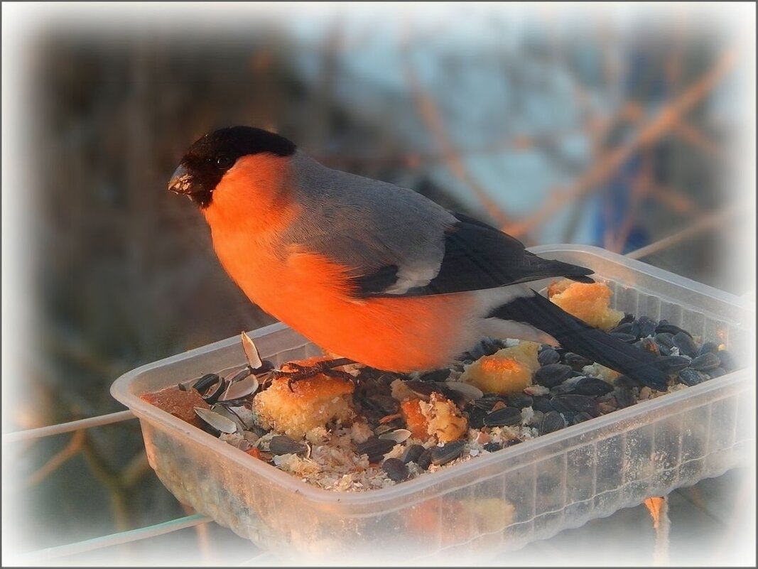 Снегирь на кормушке... - Валентина Надсон