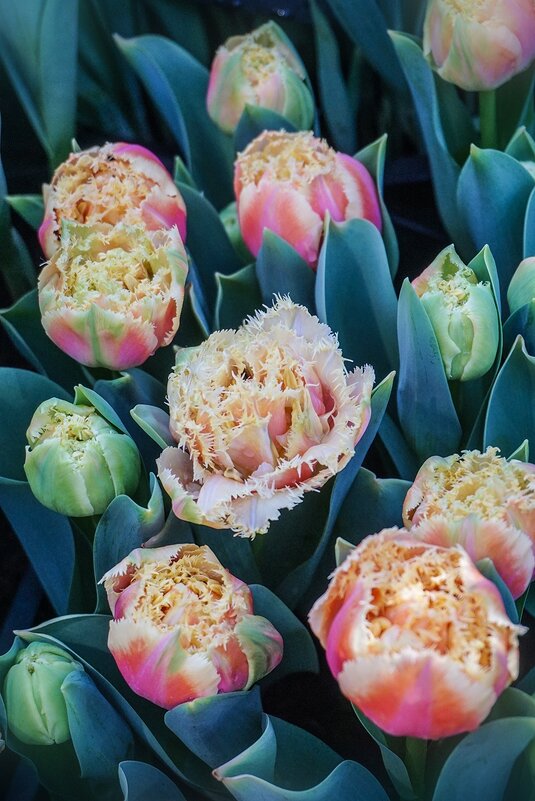 "Репетиия весны" в Аптекарском огороде - Ольга "Репетиия весны" в Аптекарском огороде - Ольга