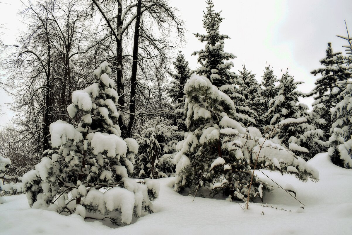 Ёлочки подружки шепчутся о чём-то своём. - Татьяна Помогалова Ёлочки подружки шепчутся о чём-то своём. - Татьяна Помогалова