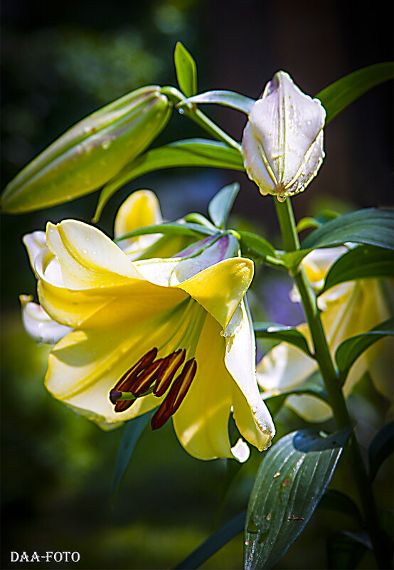 ЛИЛИЯ. - Александр Дмитриев