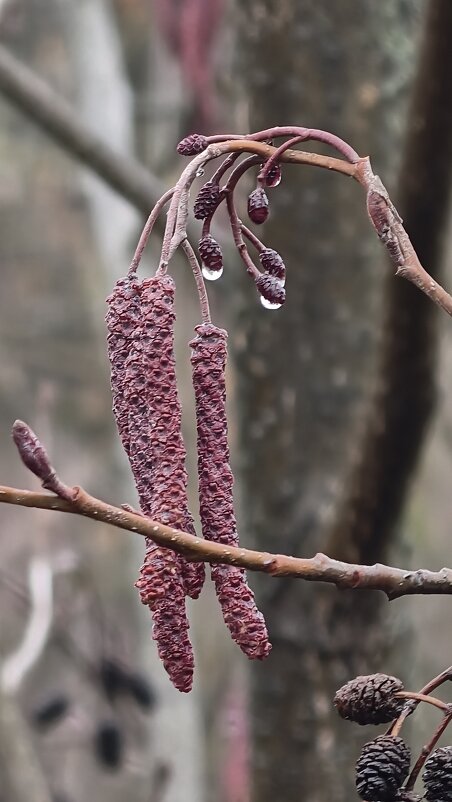Деревья ожидают весны - Мариша Деревья ожидают весны - Мариша