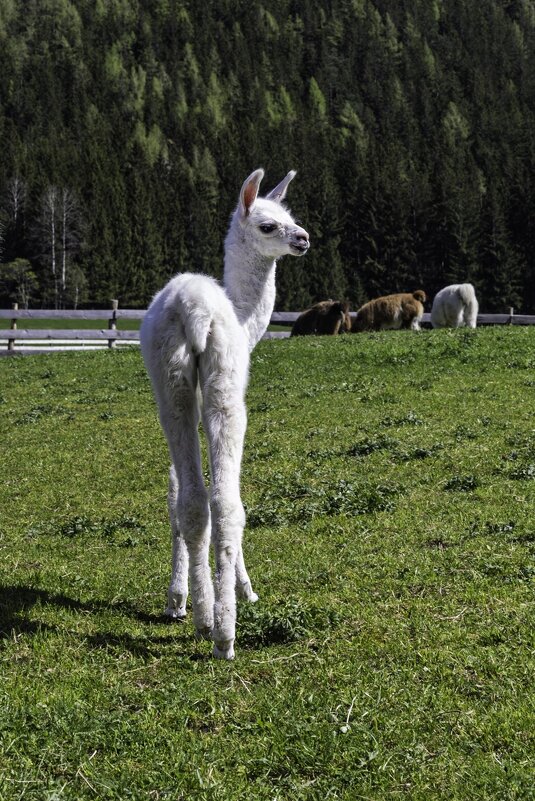 Альпака - Игорь Сикорский