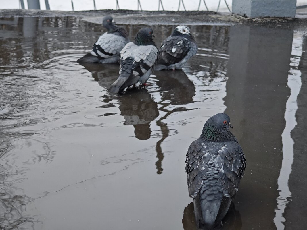 Практически наступила весна. - Станислав Мутовин