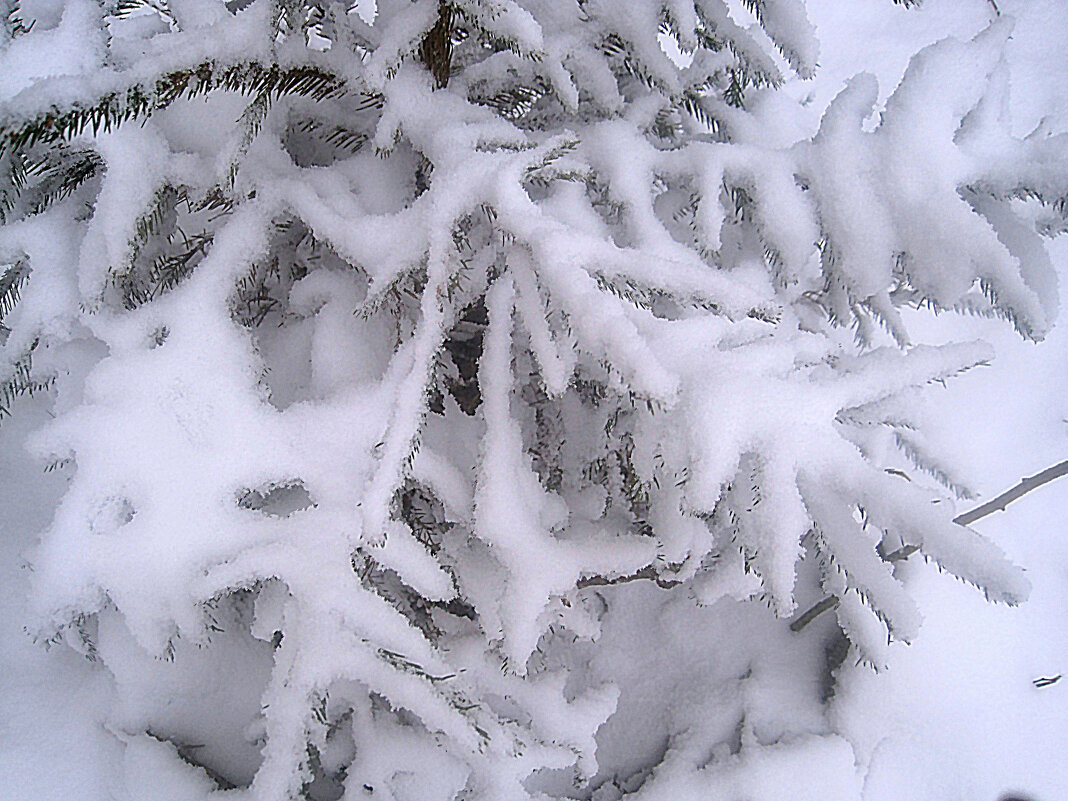 Снежной зимой - Елена Семигина