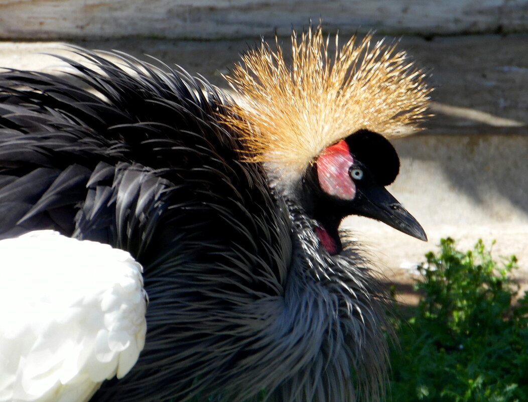 Коронованная особа. - nadyasilyuk Вознюк