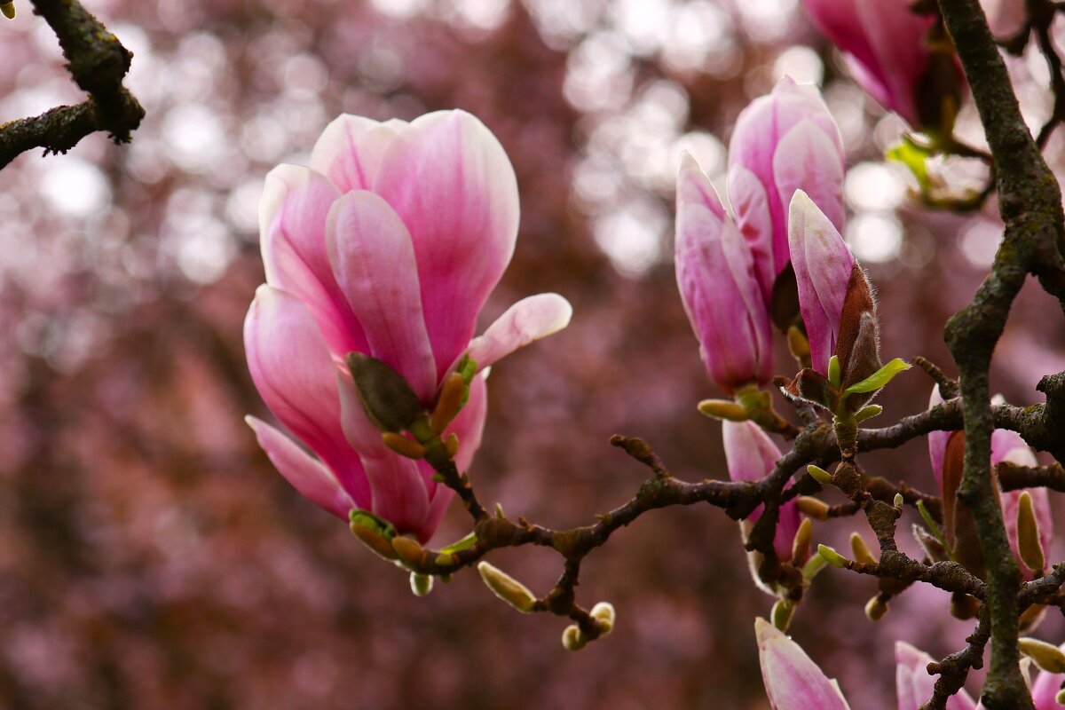 Доброе утро - Юрий. Шмаков