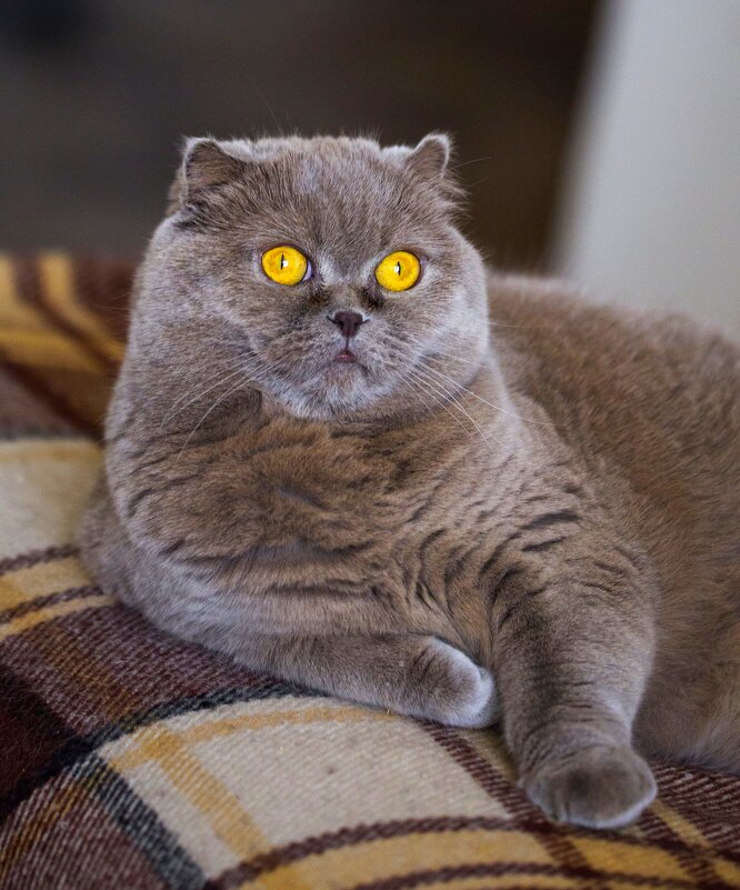 Хозяйка - Светлана Тихонина