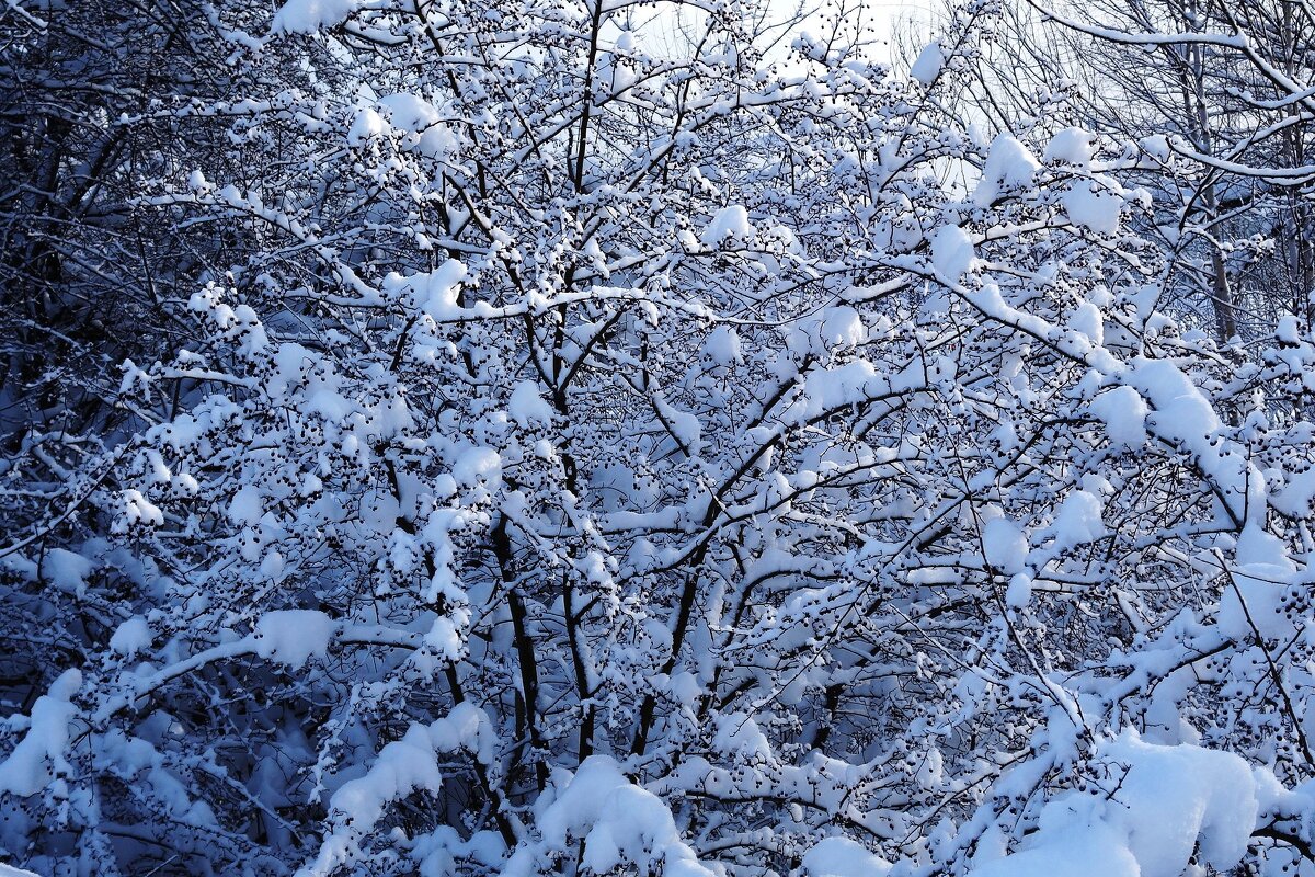 Снег, снежок... - Рита Симонова