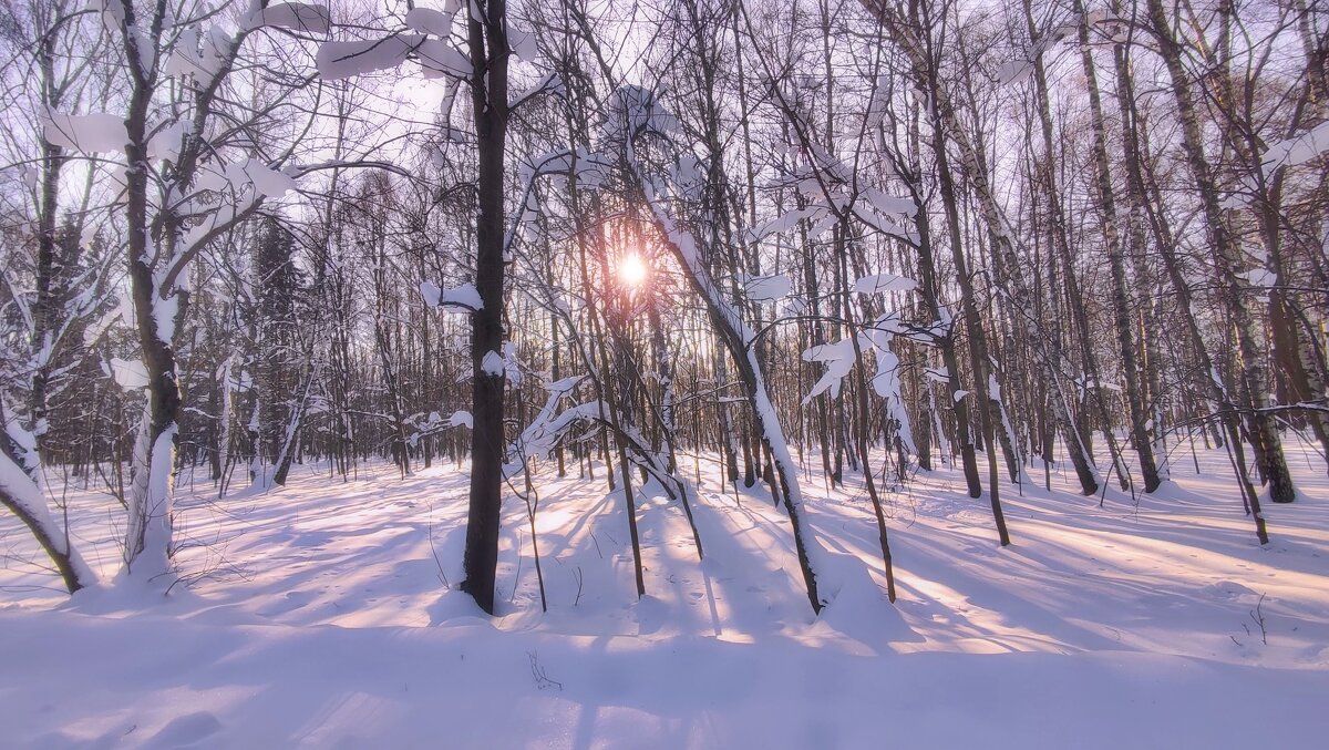 Редкий солнечный день зимы - Наталья Лакомова