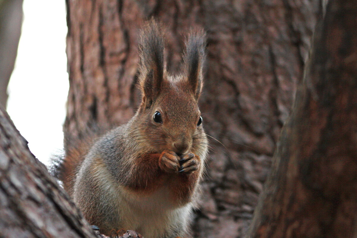 Какой такой павлин-мавлин? Не видишь, ми кюшаем... - Александр Герасенков