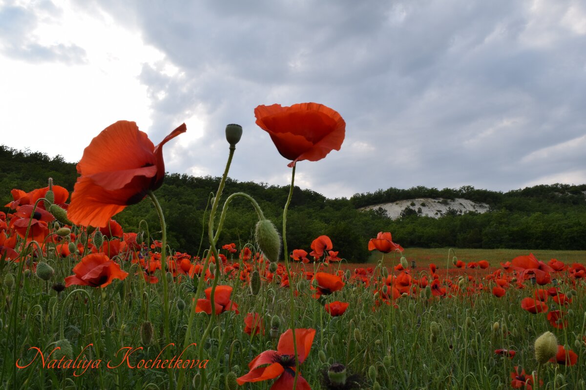 Природа Крыма - Amazing Cosmea