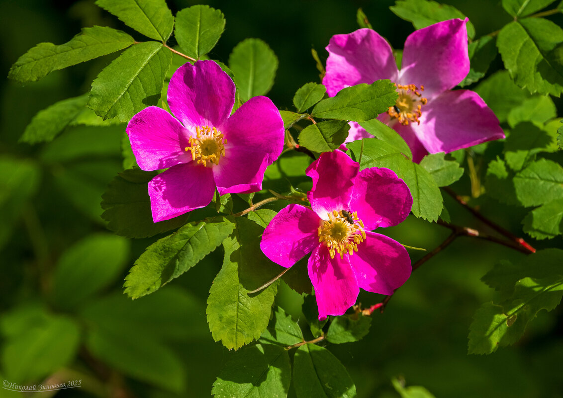 Цветения шиповника майского. Середина июня,окрестности Ухты - Николай Зиновьев