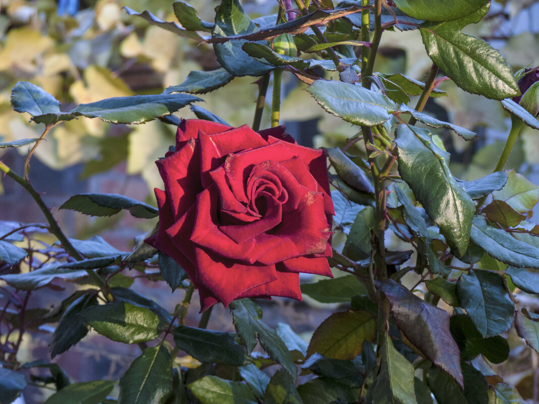 Бархатная  роза - Валентин Семчишин