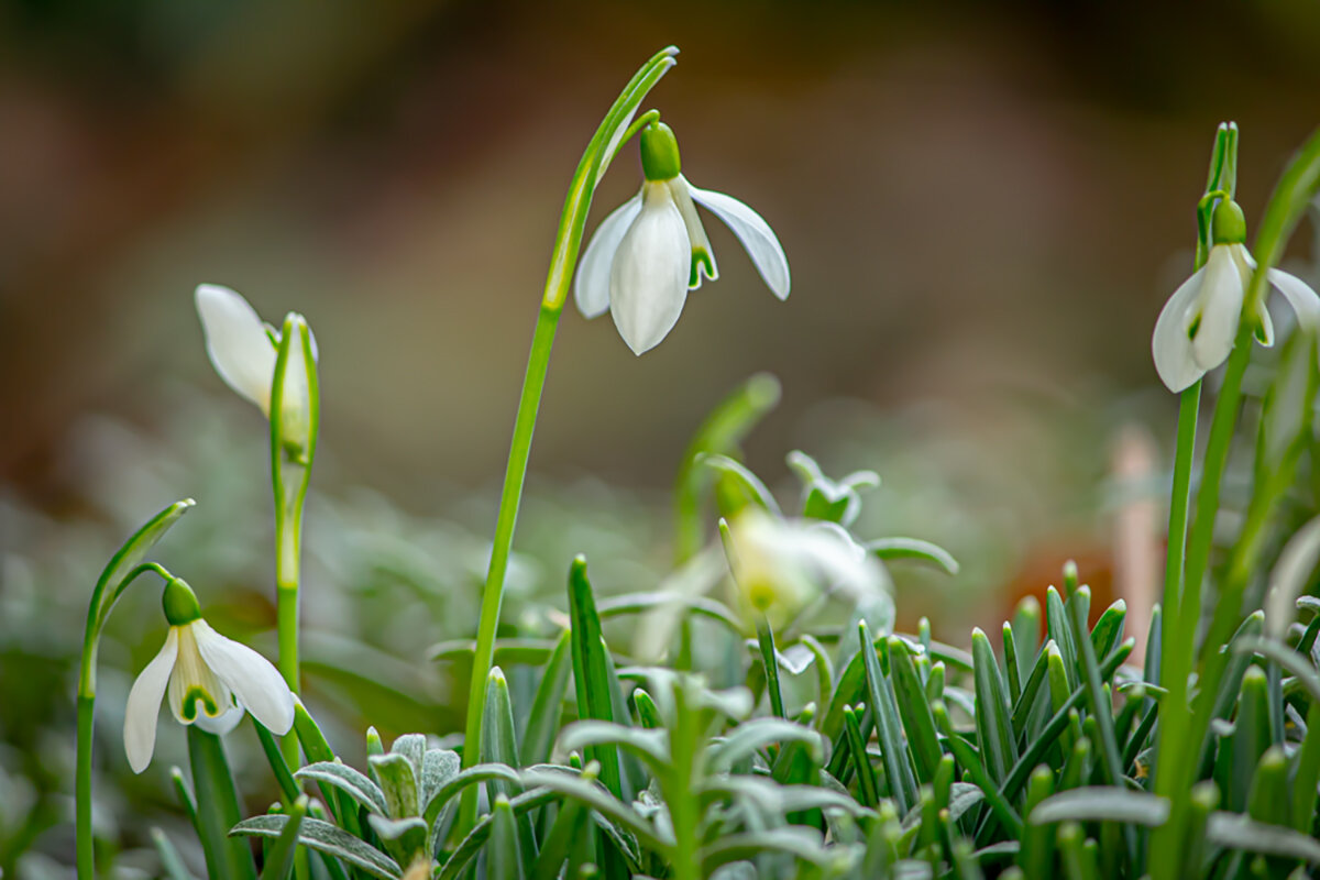 Весенний этюд. - Lucy Schneider 
