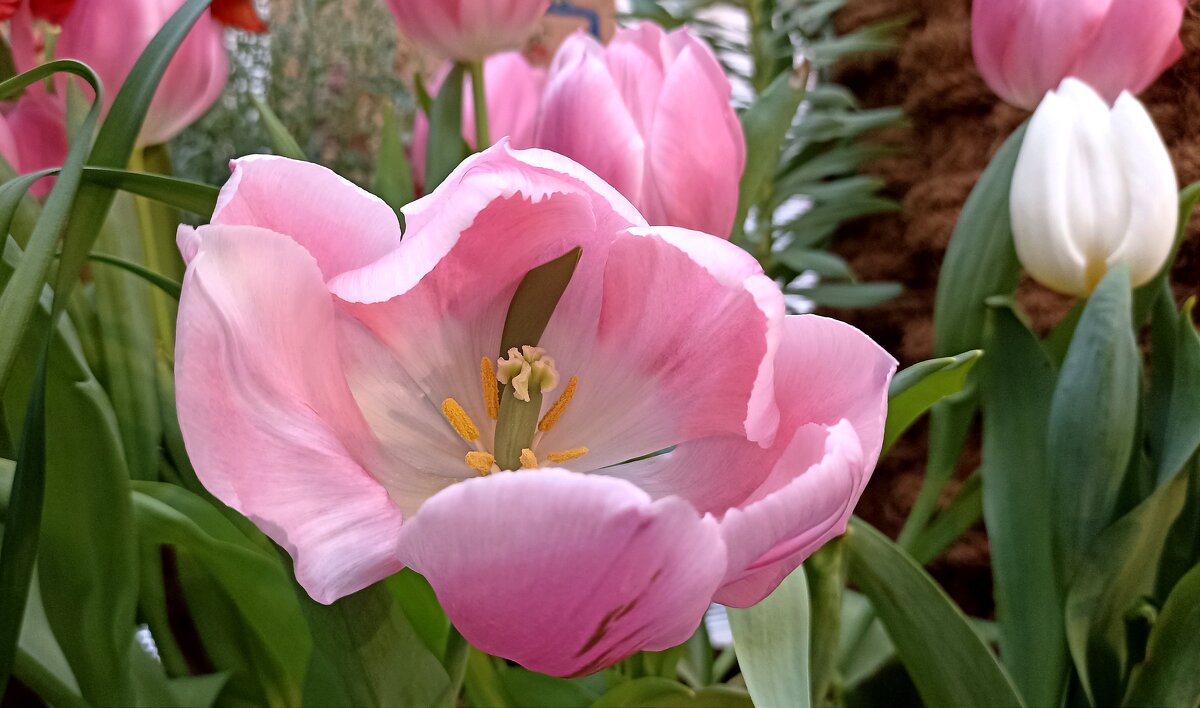 Репетиция весны - Татьяна Тюменка Репетиция весны - Татьяна Тюменка