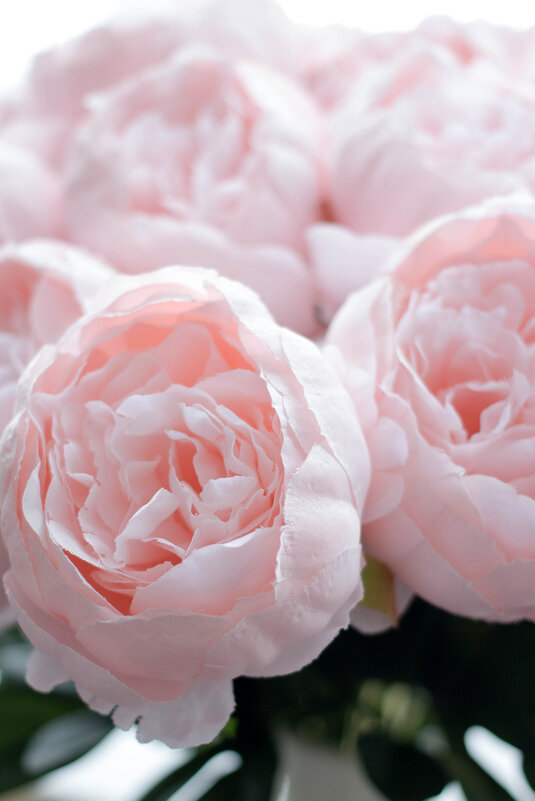 Пиончики - Екатерина Василькова