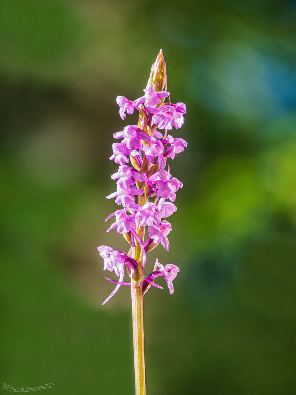 Окрестности Ухты. Редкая северная орхидейка - кокушник комарниковый - Gymnadenia conopsea - Николай Зиновьев Окрестности Ухты. Редкая северная орхидейка - кокушник комарниковый - Gymnadenia conopsea - Николай Зиновьев