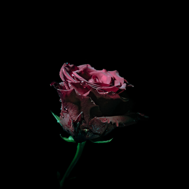 Роза - Илья Шенгелия Роза - Илья Шенгелия