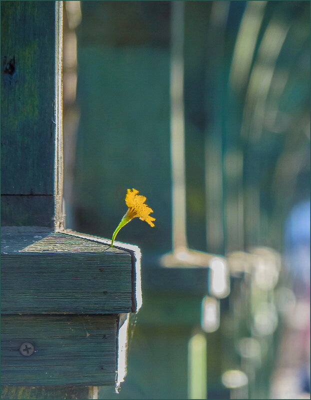 Освещенный солнцем - Наталья Rosenwasser
