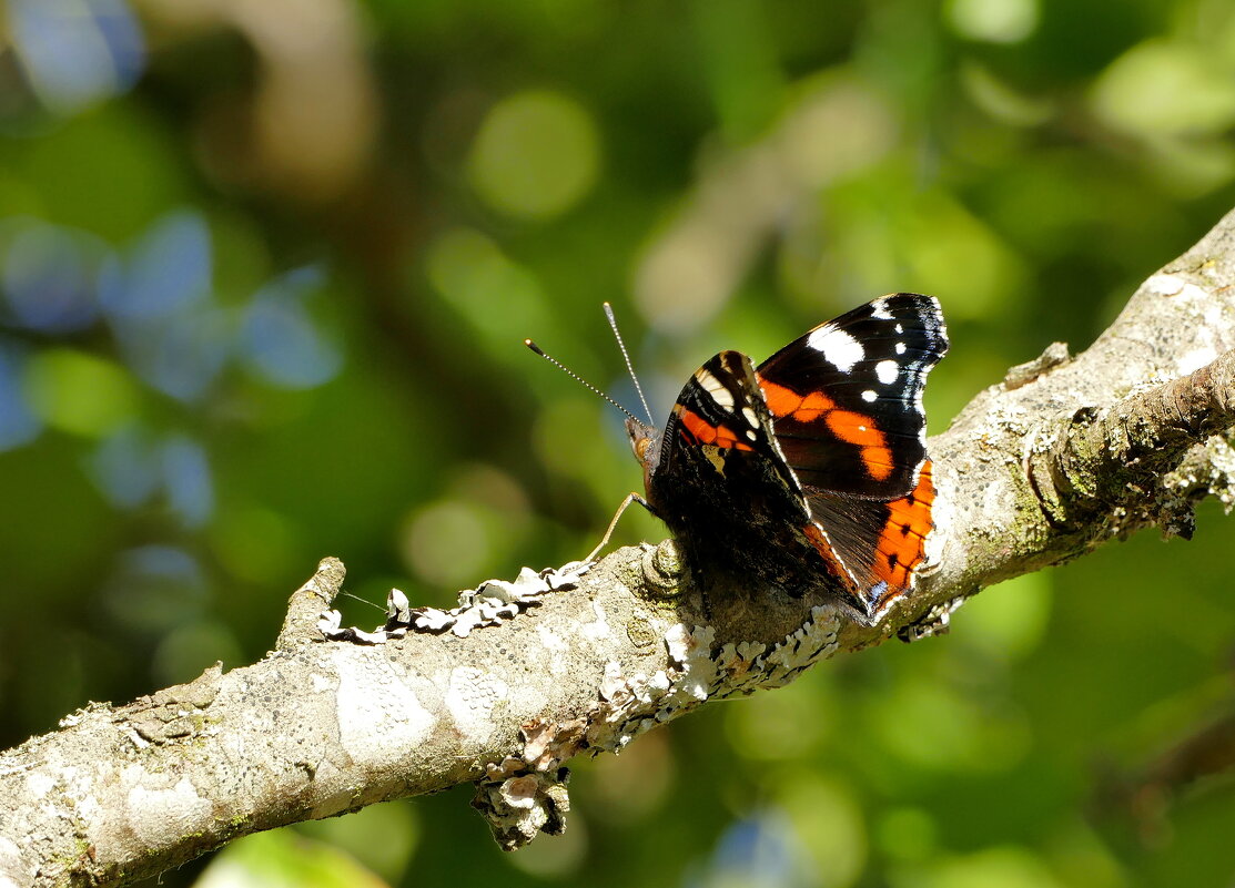 опять про бабочек...501 - Александр Прокудин