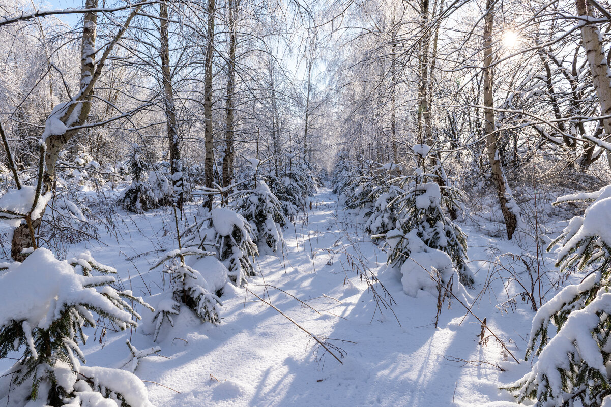 В зимнем лесу - Александр Мезенцев В зимнем лесу - Александр Мезенцев