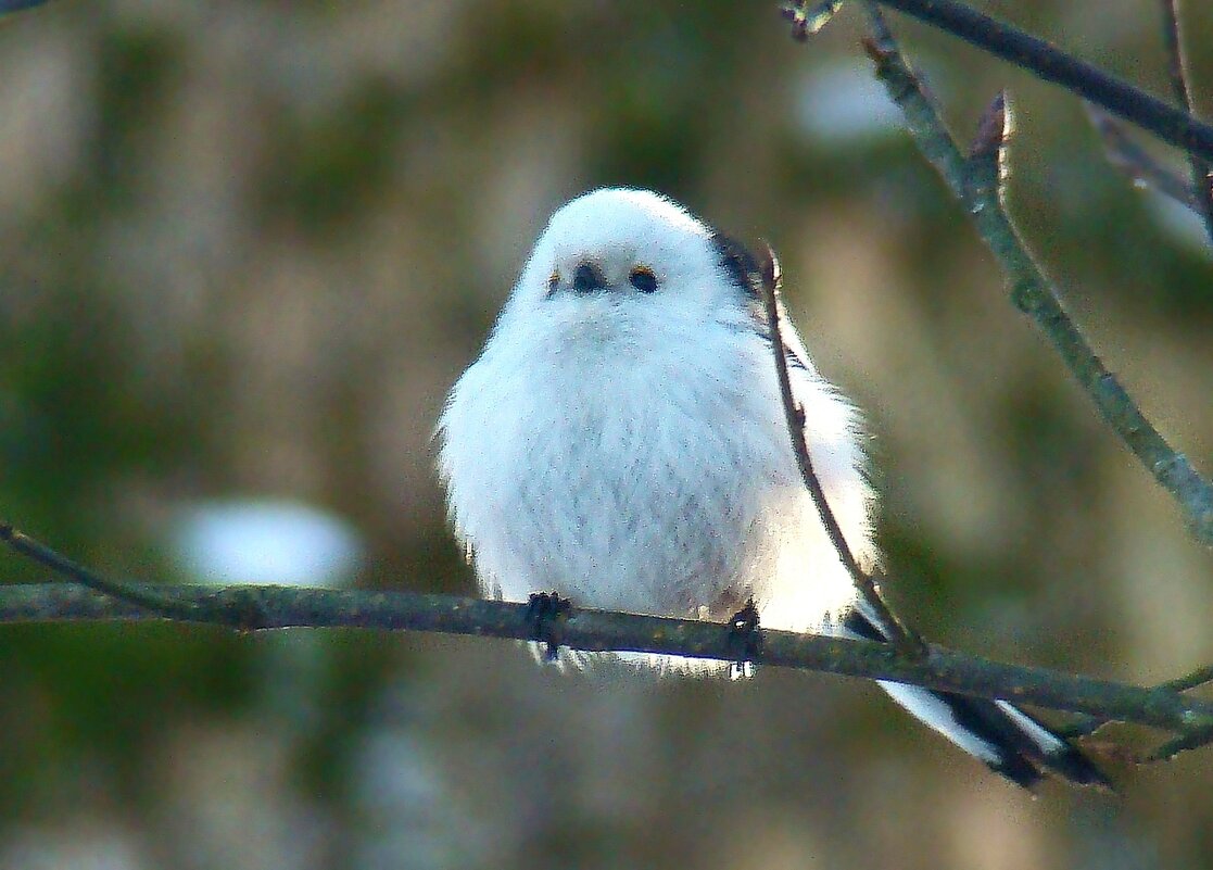 ополовник - gawrilа - dan